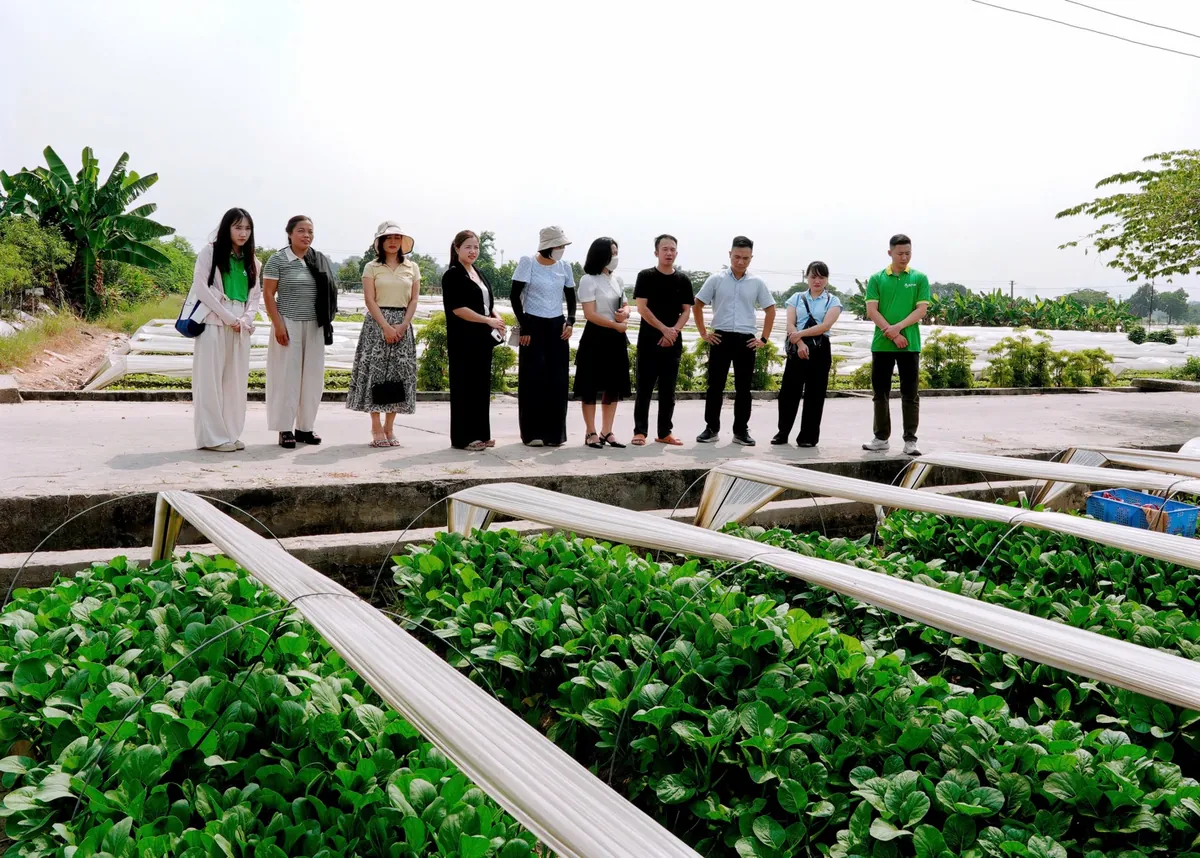 Đoàn tham quan khu sản xuất rau VietGAP