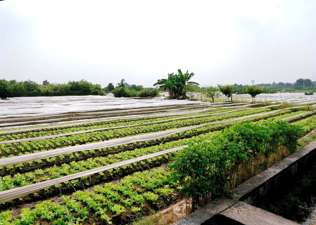 Cánh đồng rau an toàn Vân Nội