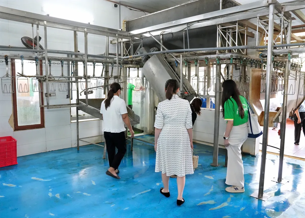 Dây chuyền giết mổ gia cầm dạng treo bằng inox